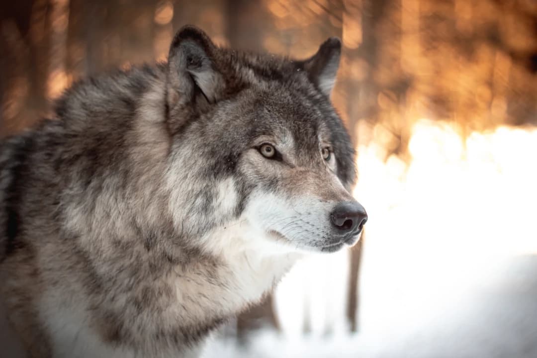 Relisting: The Never-Ending Fight Over the Gray Wolf