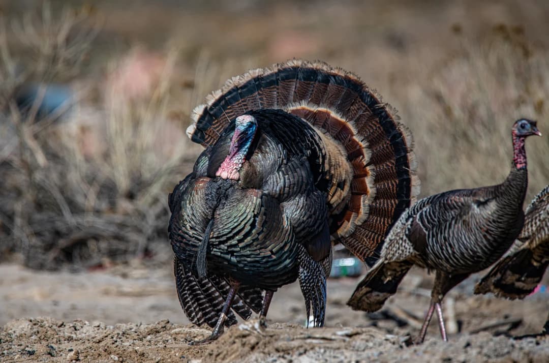 Last Minute Turkey Hunting Advice