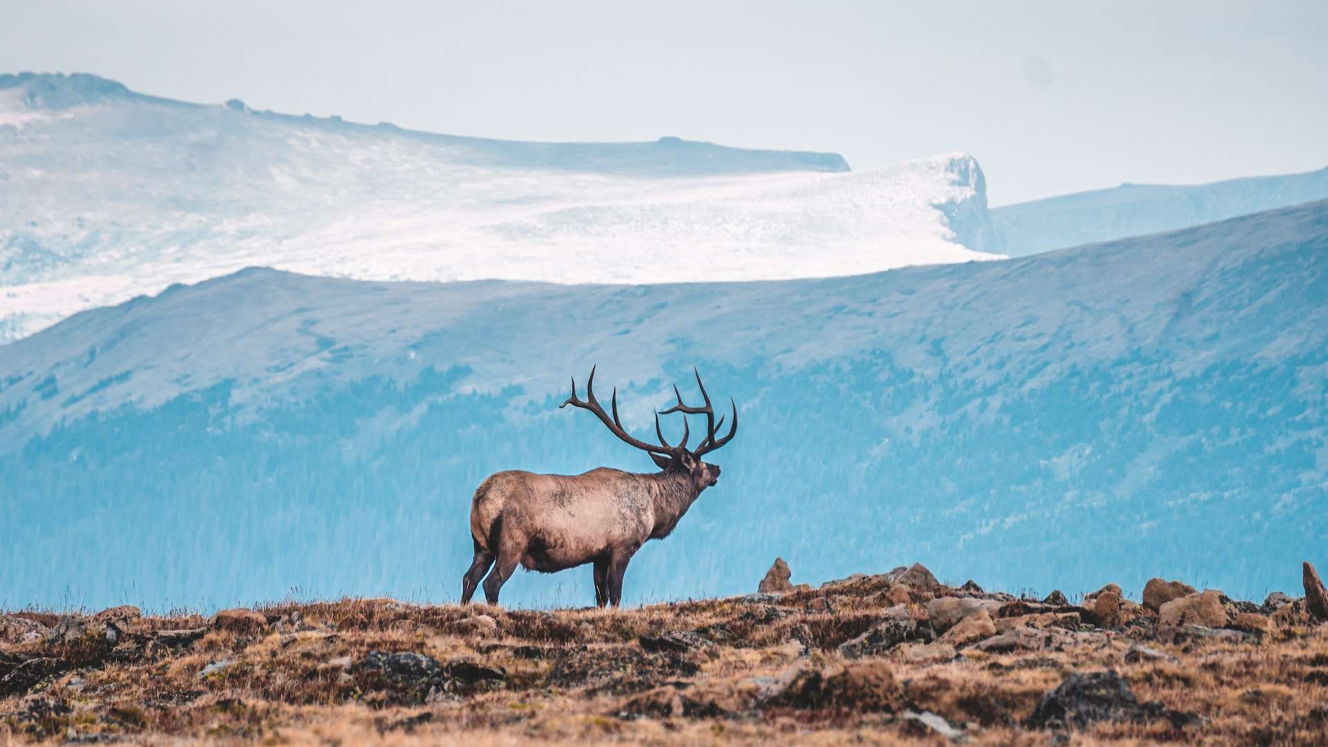 Elk Hunting Before the Rut
