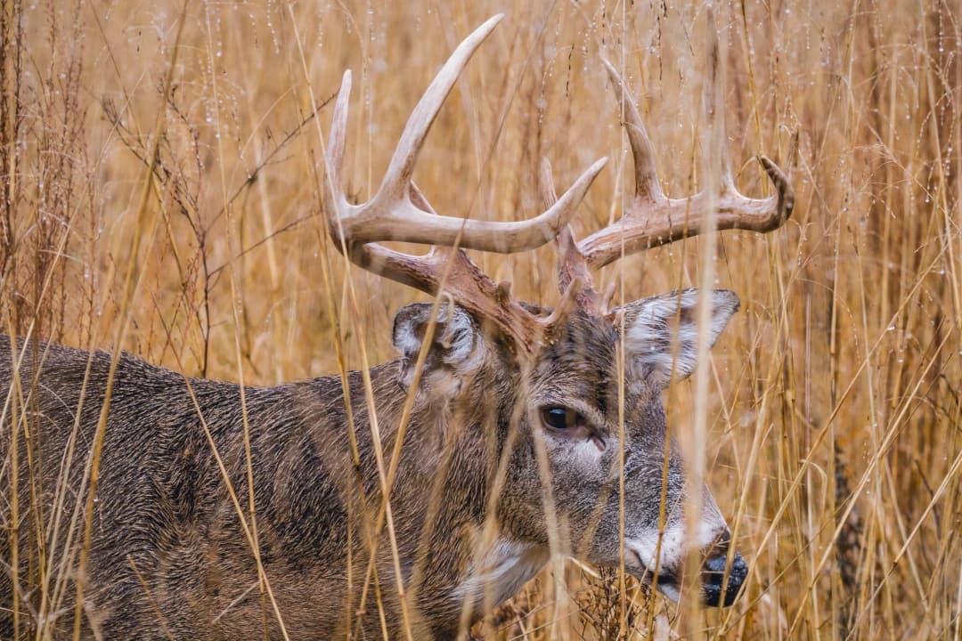Scouting for White-Tailed Deer in Summer 2022