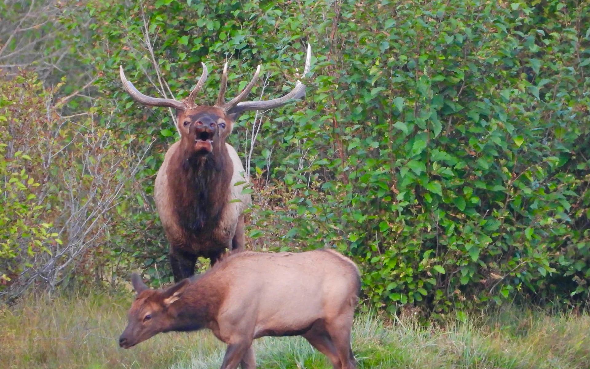 CPW Cuts Hunting Licenses in 2023 as Colorado Wildlife Conservation Takes a Hit
