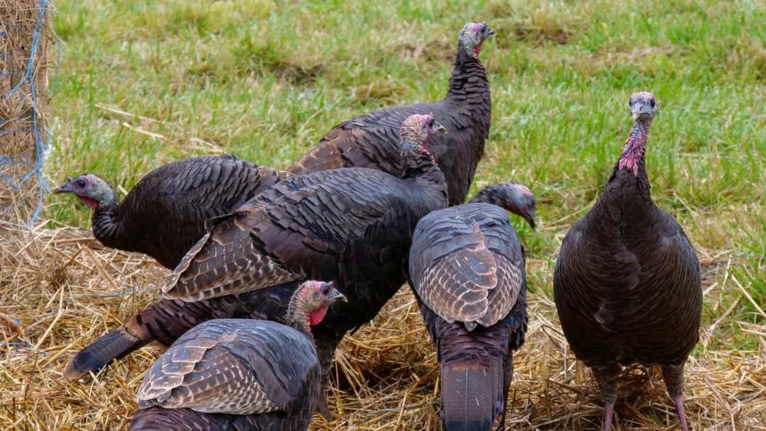 Essential Prep for Turkey Hunting Season: Gear, Scouting, and Tactics