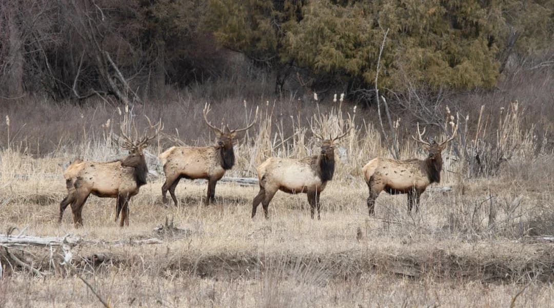 From Beginner to Expert: Improving Your Elk Hunting Skills, 4 Tips to Get You Started