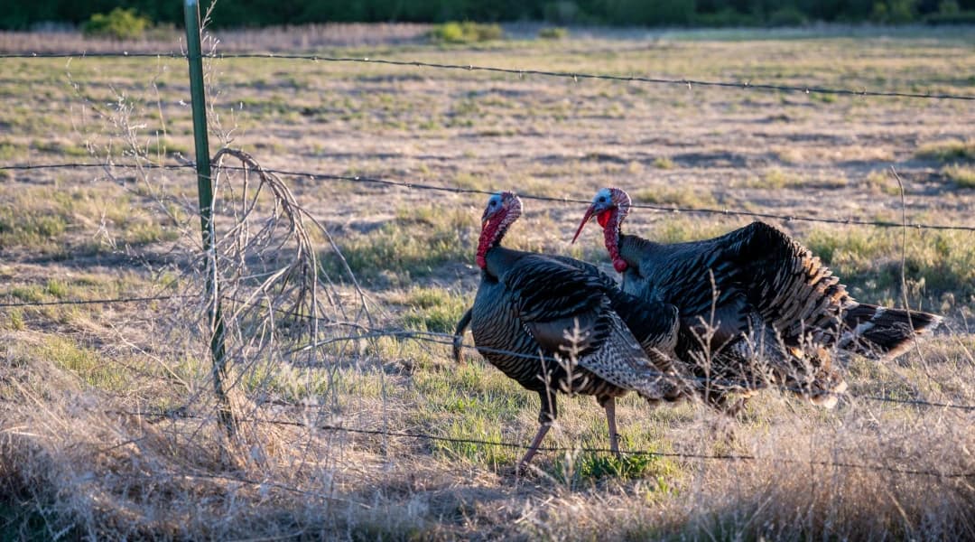 Upcoming: The NWTF Convention