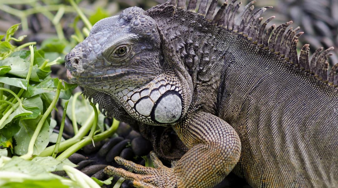 Hunting and Fishing Invasive Species: It’s a Win-Win!