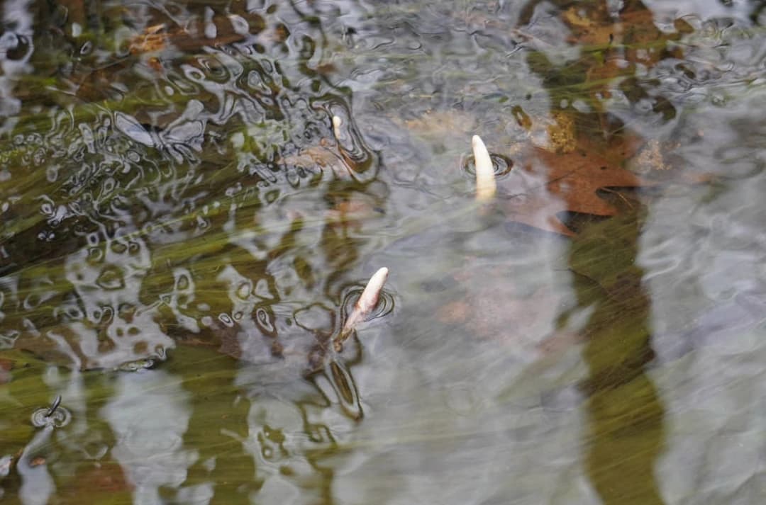 Shed Hunting: A Guide For Those Who Never Find Anything