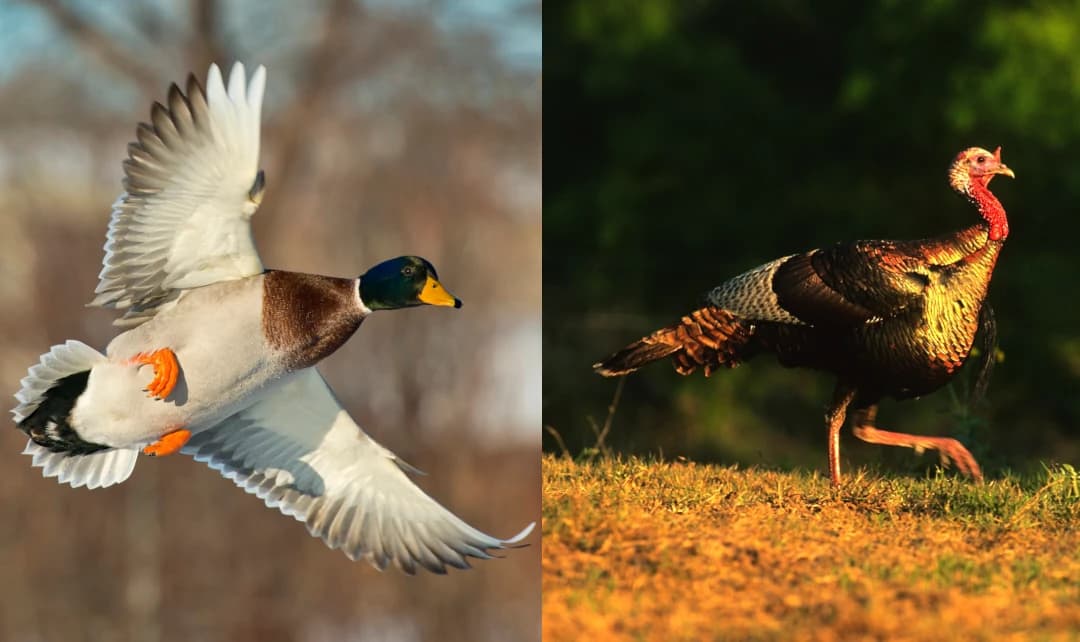 Duck Hunting vs Turkey Hunting: Which Is Effective for You in 2025?