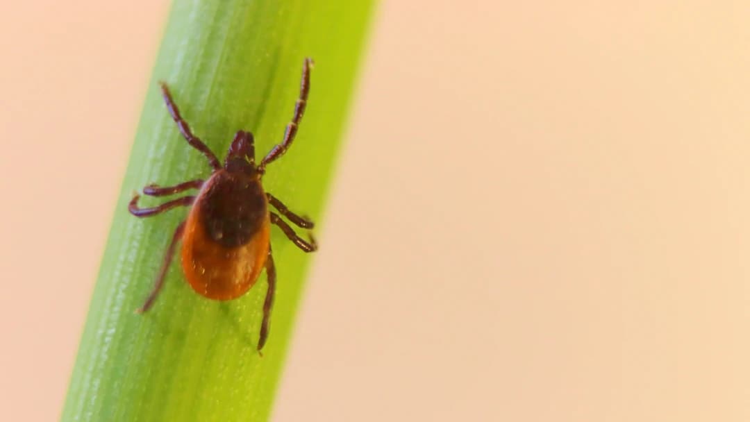 How To Prevent Ticks This Summer: Essential Tips