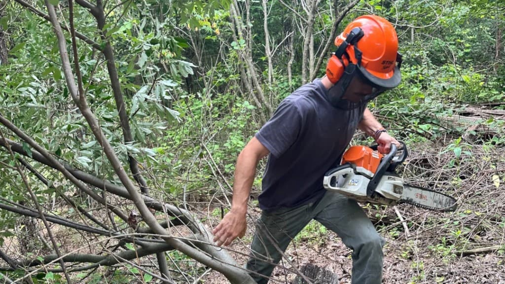 Clearing travel and shooting lanes with a chainsaw in summer