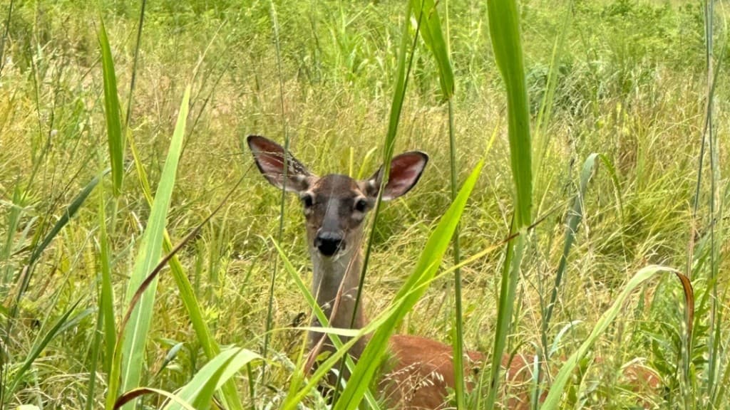 Whitetail deer in summer habitat