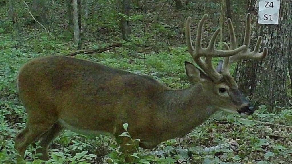 How to Prepare for Deer Season This Summer