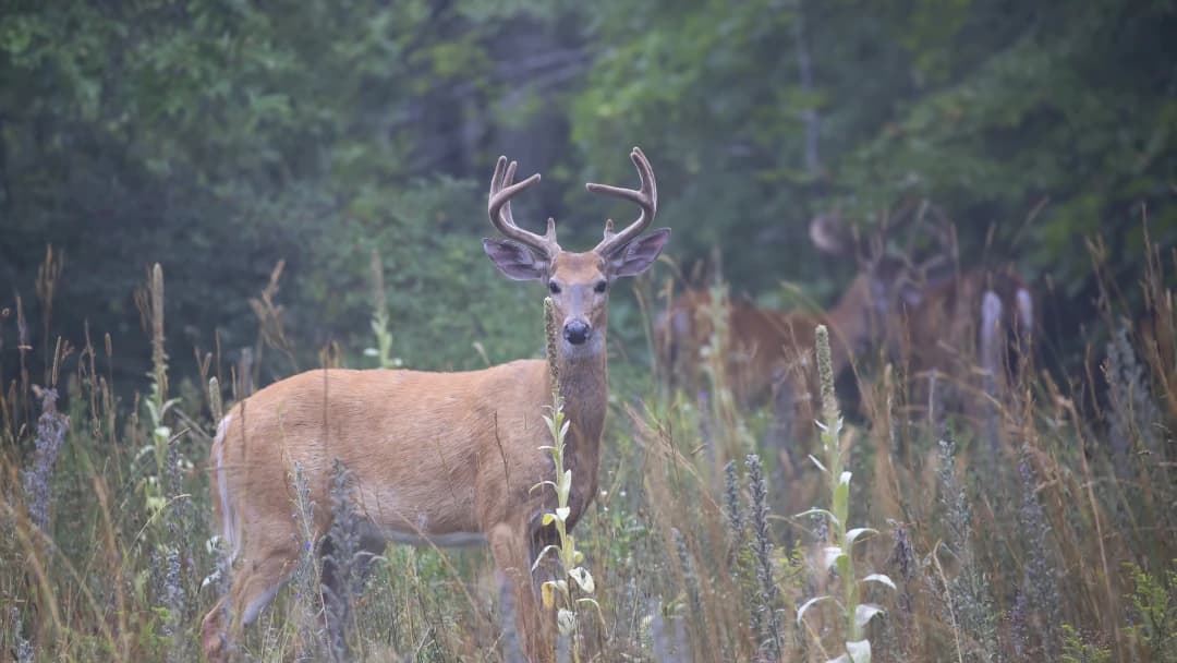 August Food Plot Essentials: What to Plant Now for Peak Whitetail Season