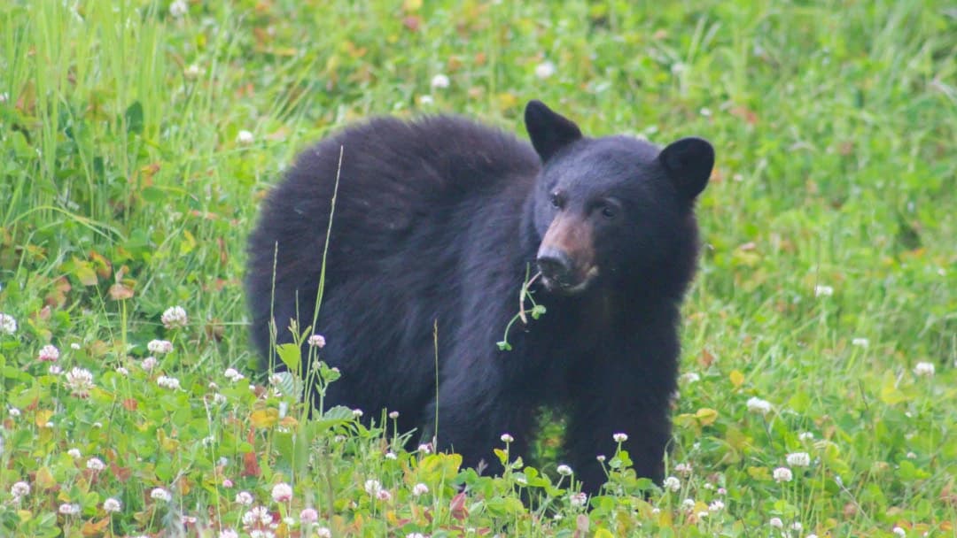Controversial Decision to Allow More Opportunity for Bear Hunters in North Carolina