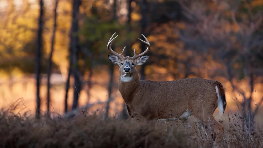 Chronic Wasting Disease Spread is Affecting Game Near You