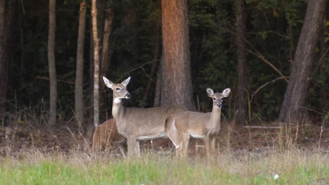 Whitetail doe scenting the air
