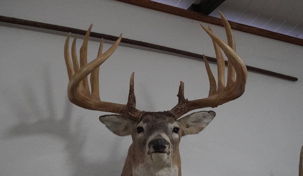The General buck mount head-on view showing massive typical whitetail rack and evidence of alterations at G2 and G3
