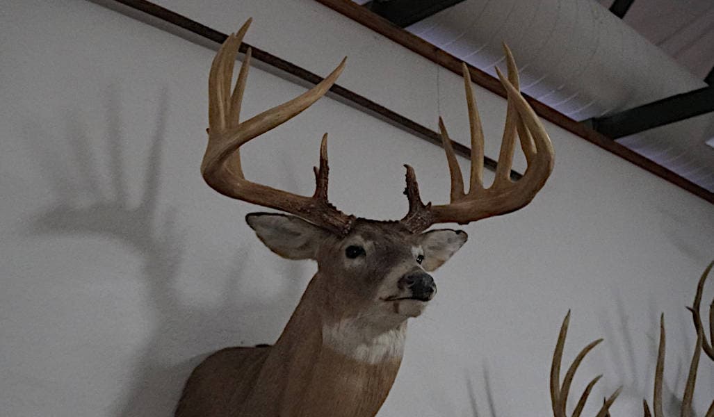 The General whitetail shoulder mount with iconic antlers, Nebraska world record typical whitetail