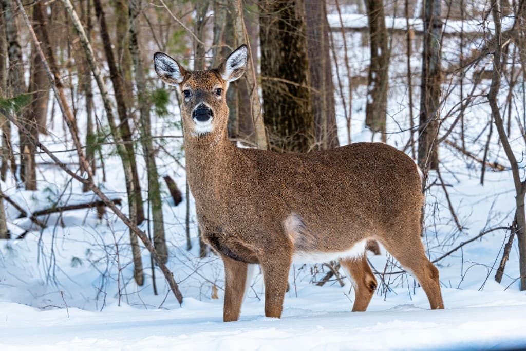 Whitetail doe in snow-covered Michigan forest
