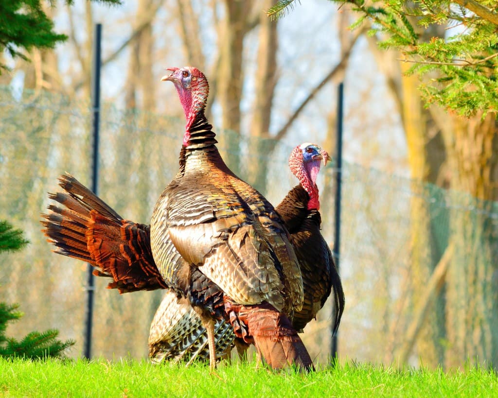 Wild turkeys in a green spring field—Louisiana spring season opens in April across Areas A, B, and C