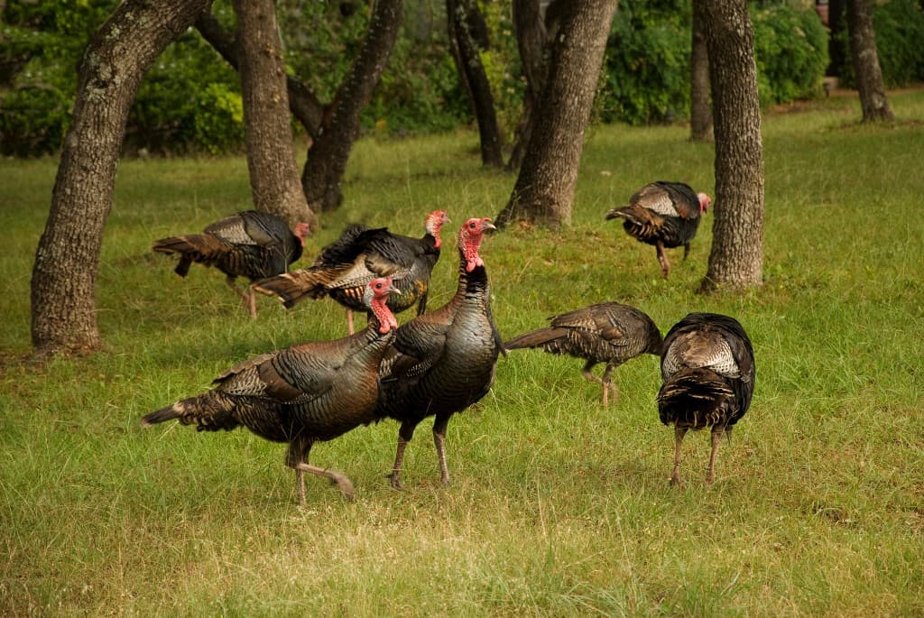 Flock of Eastern wild turkeys foraging at a woodland edge in Georgia spring habitat