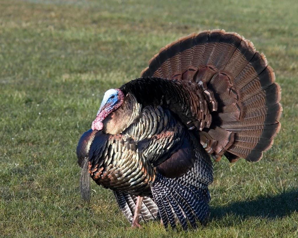 Texas Spring Turkey Hunting 2026: North, South & East Zones