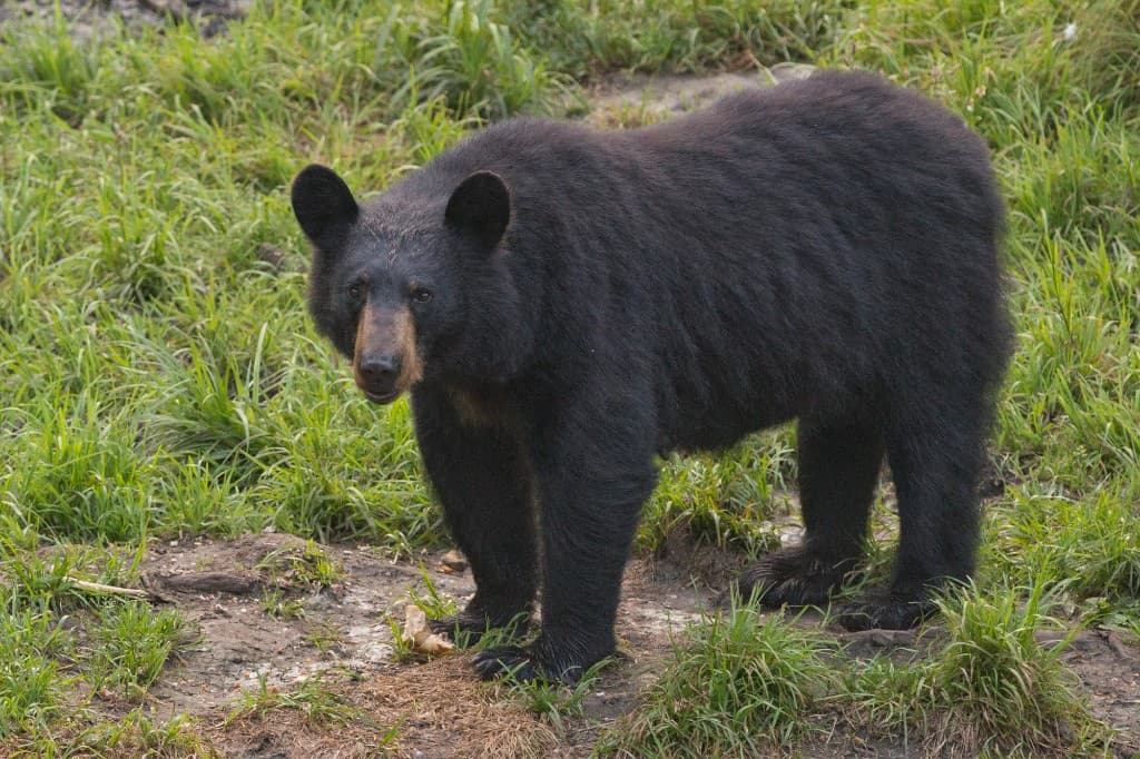 Black bear in conifer-rich habitat—symbol for Washington carnivore and opportunity fights