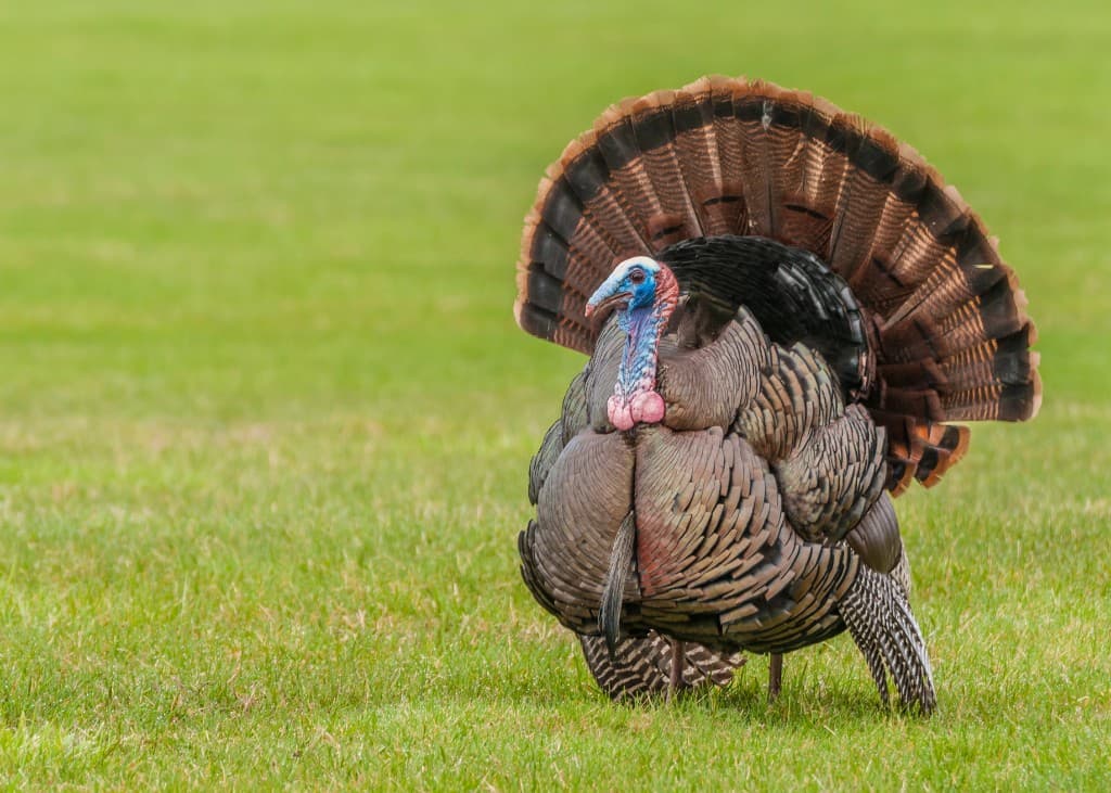 Wild turkey gobbler displaying full tail fan on grassy field