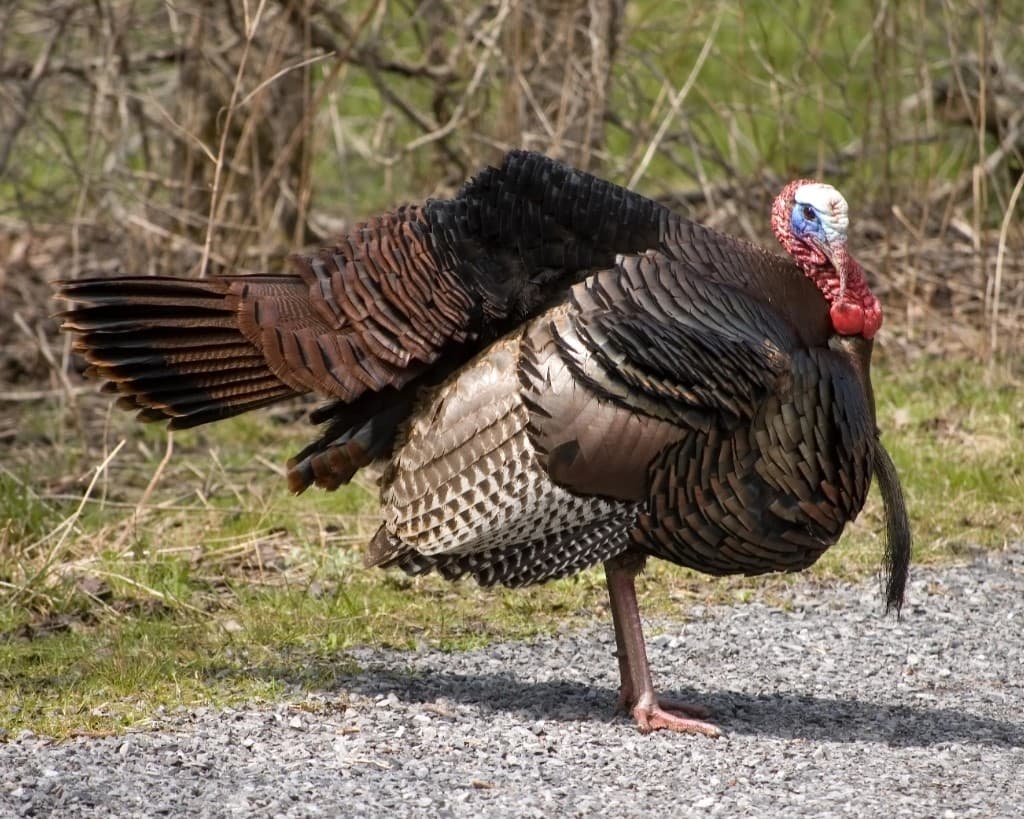 Pennsylvania Spring Turkey Hunting 2026: Season, Licenses & Where to Hunt