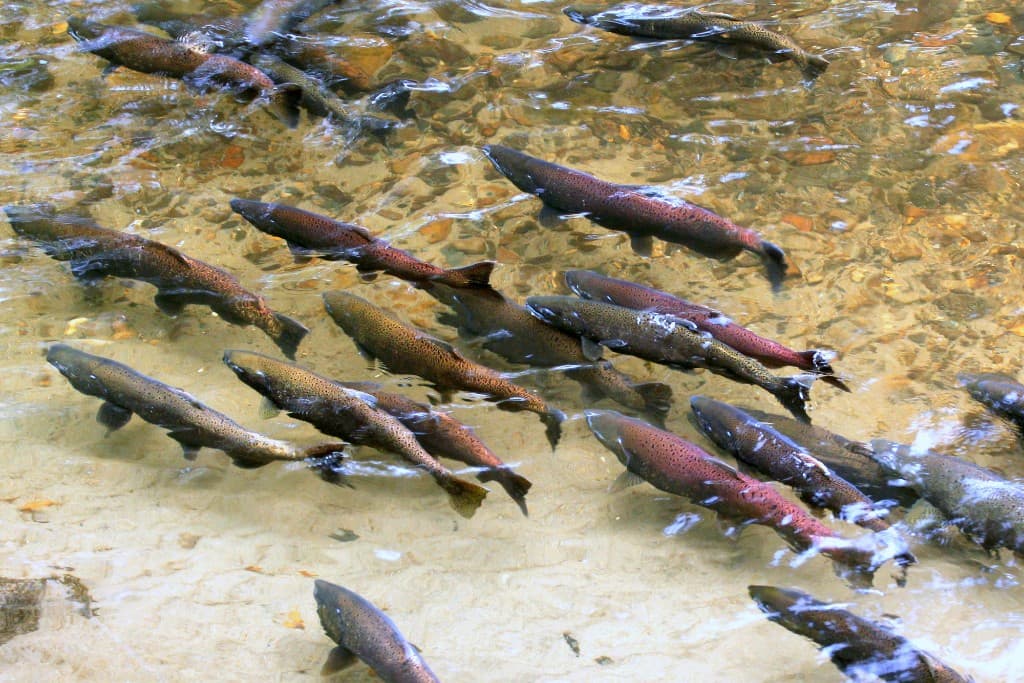 School of salmon in clear shallow water during the spawning run—Alaska manages salmon seasons and emergency orders for in-river and saltwater fisheries