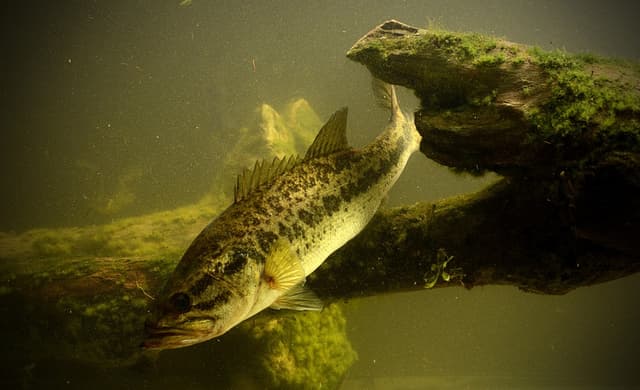 Indiana Fishing Licenses & Regs 2026 | The Inside Spread