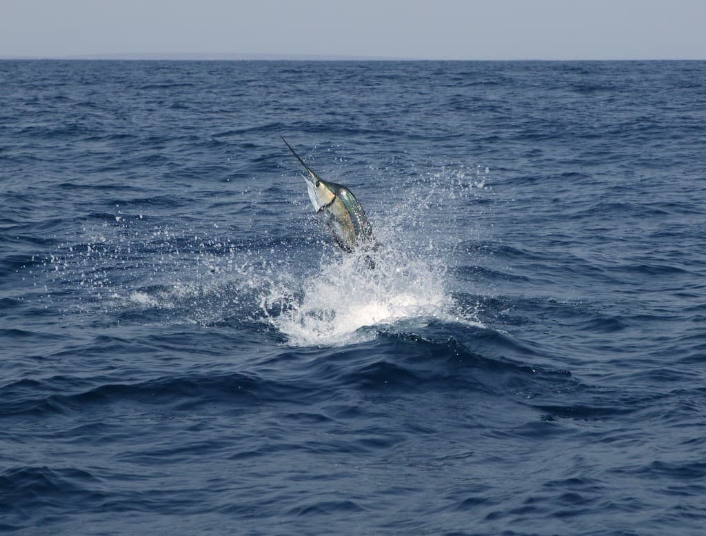 Blue marlin clearing the water—offshore trips require compliance with federal HMS and seasonal rules in the Gulf