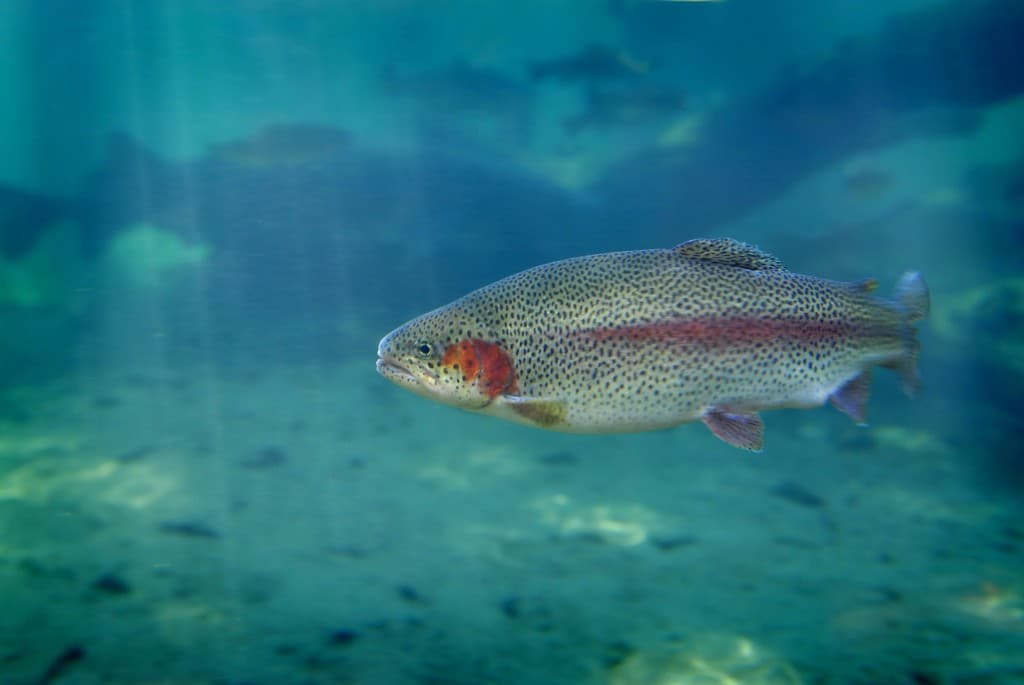 Rainbow trout—Southcentral and Interior lakes support trout under ADF&G regulations