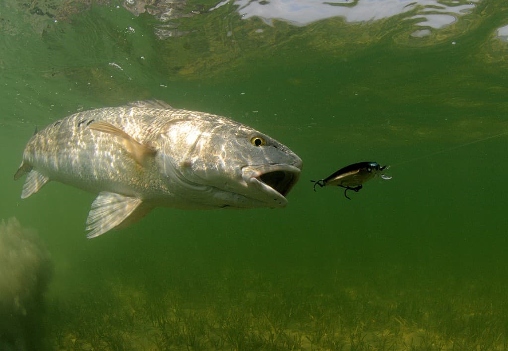 Red drum chasing a lure—check FWC regional slot and season rules for redfish on both coasts