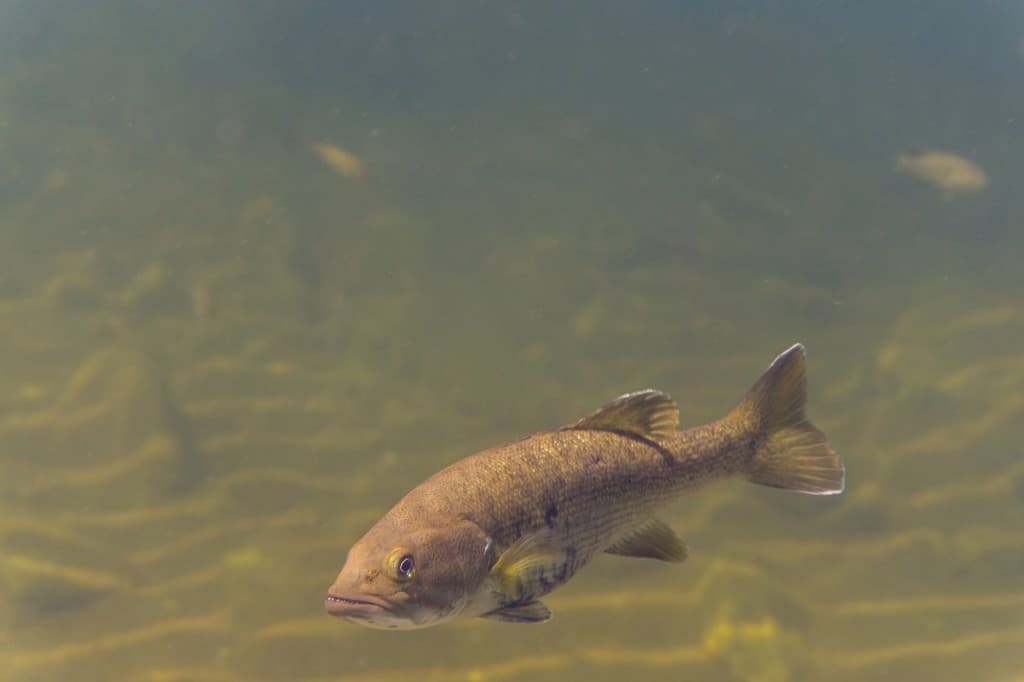 Smallmouth bass—Oregon manages Columbia River and reservoir fisheries with combined-state rules