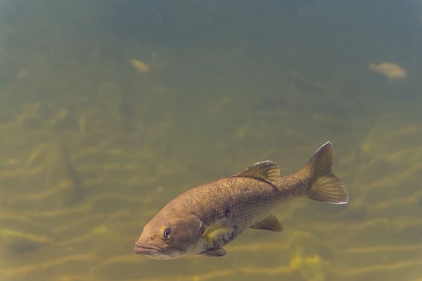 Michigan Smallmouth Bass Fishing 2026 | The Inside Spread