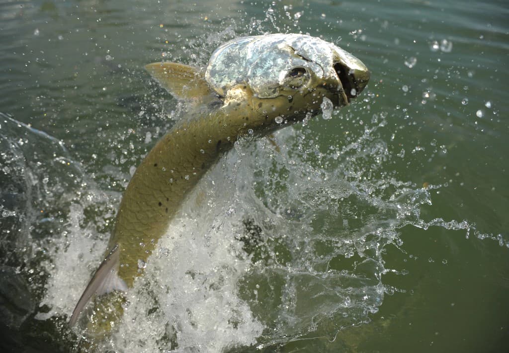 Tarpon jumping—Florida regulates tarpon harvest, gear, and reporting in state and nearshore waters