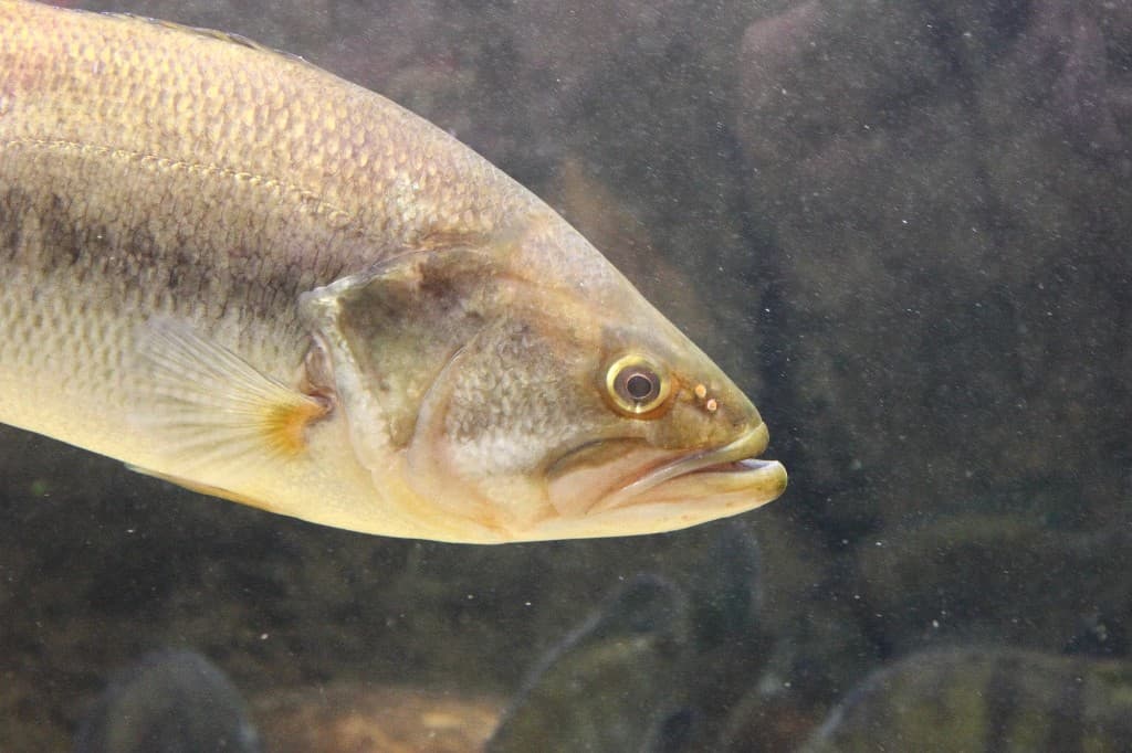 Largemouth bass—Colorado warm-water opportunities on plains reservoirs and Front Range ponds