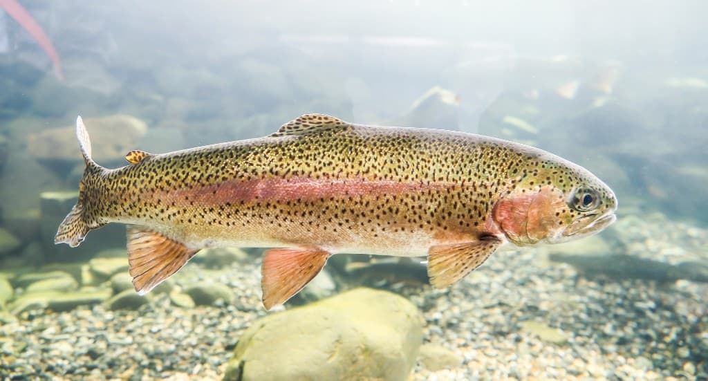 Brown trout in cold water—check CPW for trout combined bag rules on each water