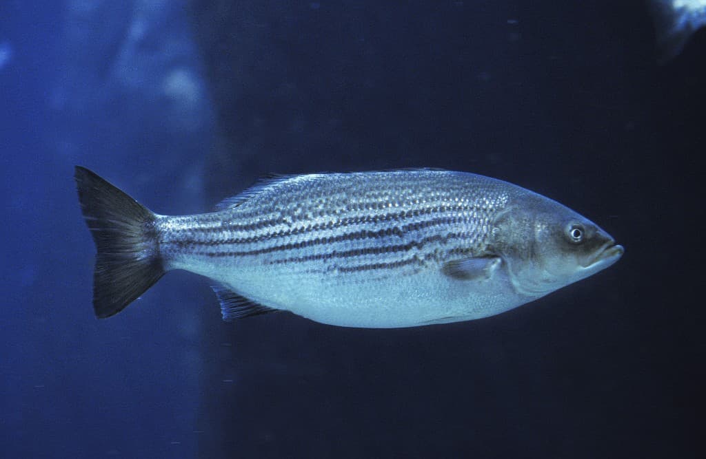 Striped bass—California regulates stripers in inland and ocean waters separately