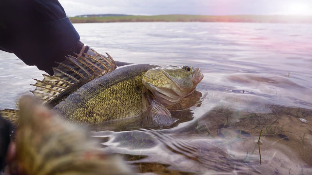 Walleye—verify whether your water is managed for walleye, saugeye, or both under CPW regulations