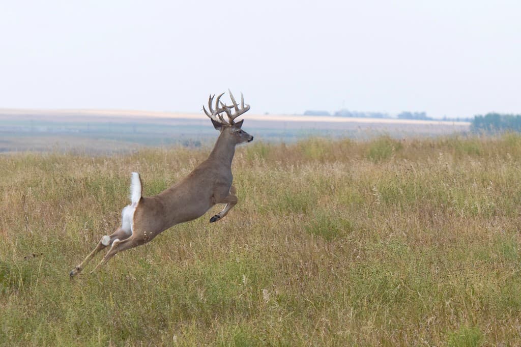 Mature whitetail buck running through open grassland during fall rut