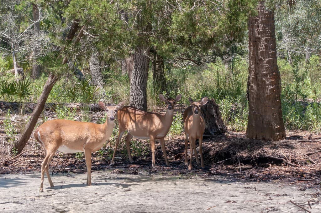 Group of white-tailed does standing in shaded woodland habitat