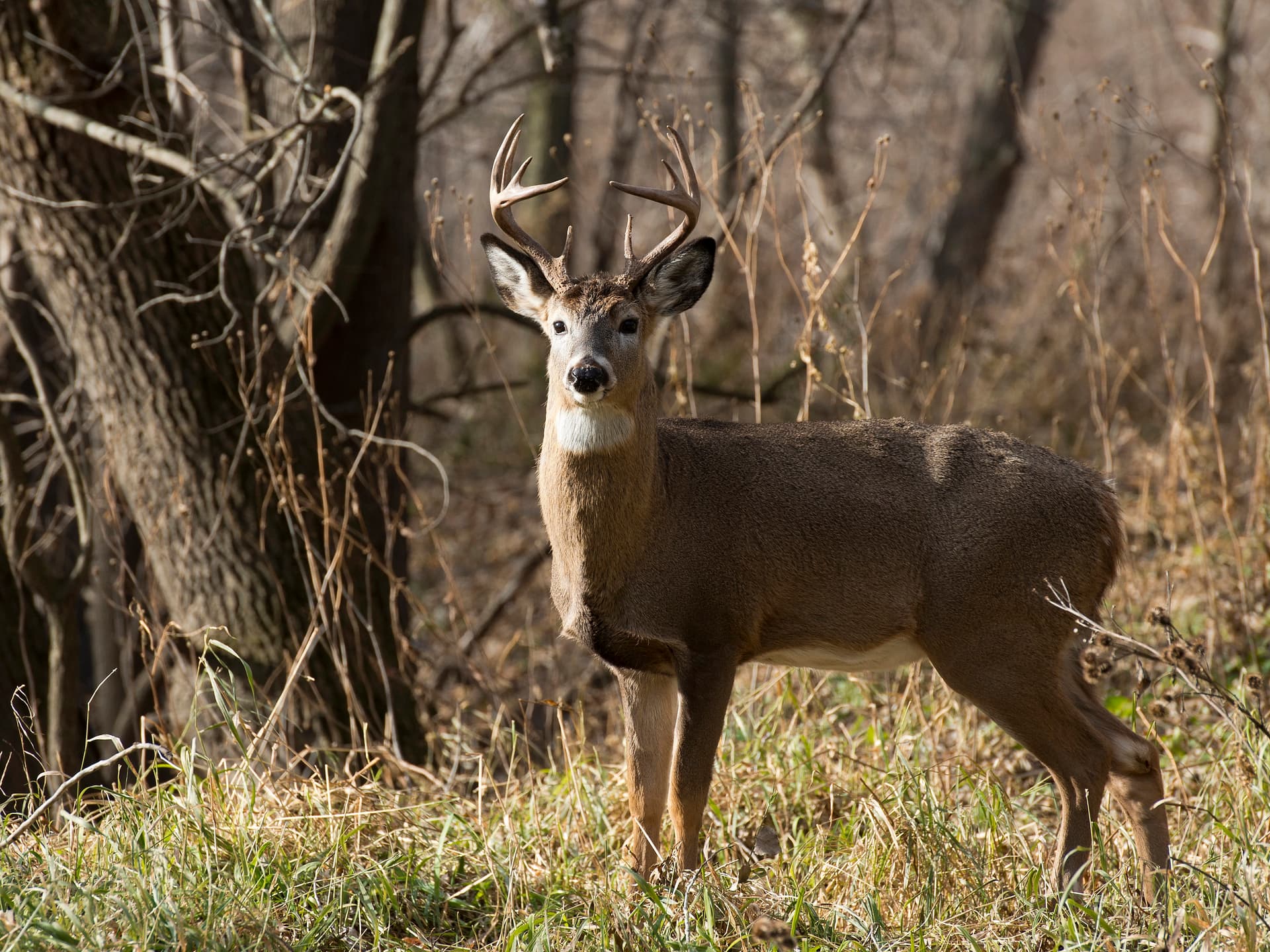 Mature whitetail buck in late-season woodland—northeast Iowa Driftless timber and river-bottom habitat