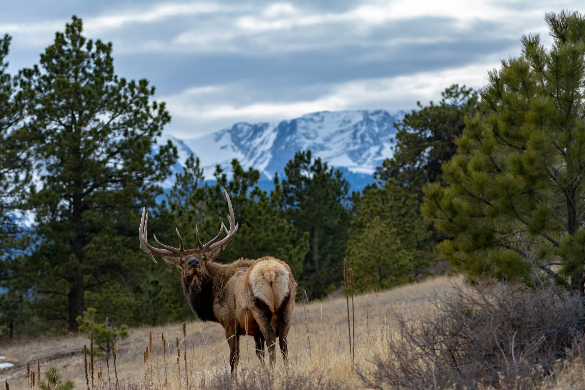 Majestic bull elk in dry meadow with mountain backdrop—open-country elk hunting similar to Montana prairie breaks and western valleys