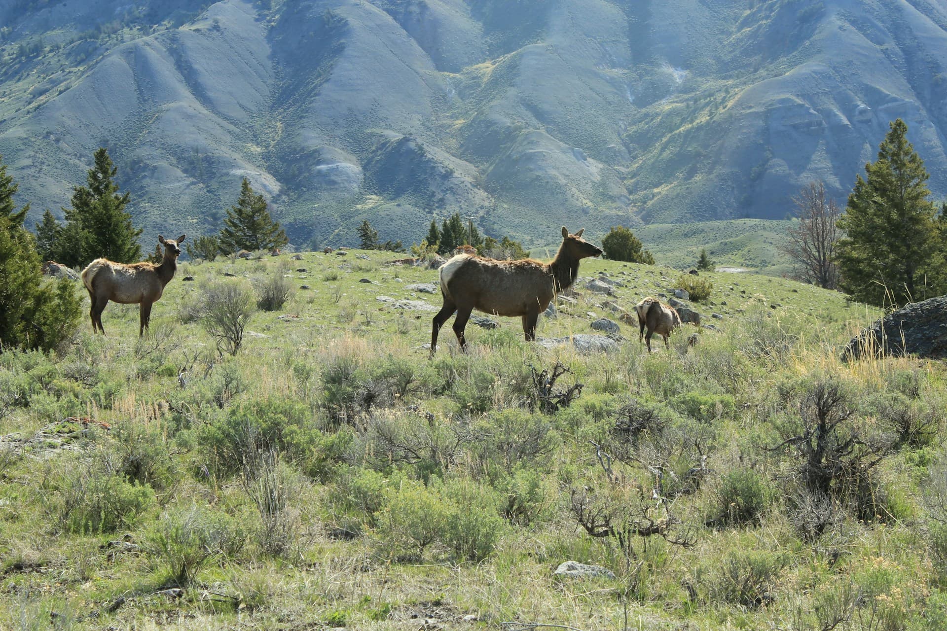 Elk grazing in a grassy mountain meadow—high-country habitat similar to Bridger-Teton and Shoshone National Forest hunt areas