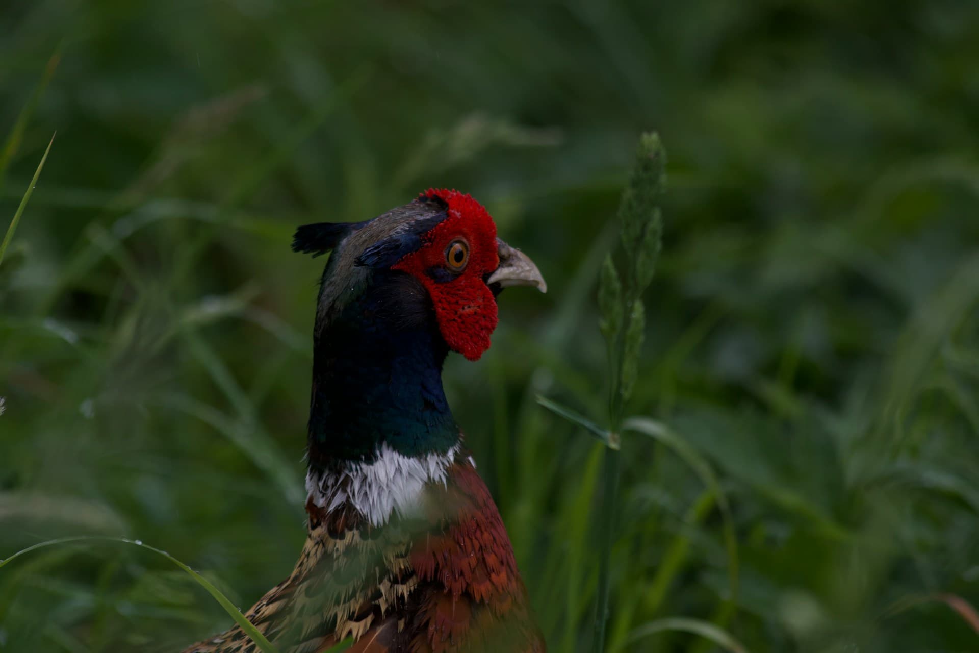 Ring-necked pheasant with red head in tall grass—Unsplash photo by Elliott Colburn