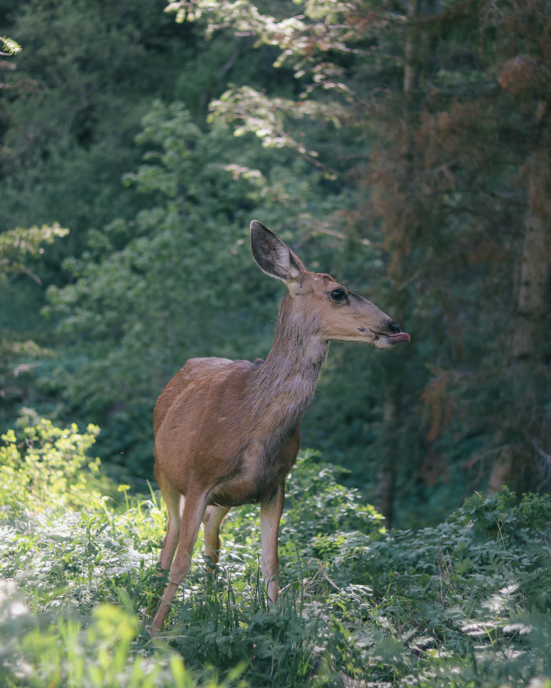 Deer in Utah forest habitat near Dugway—Unsplash photo by Heber Davis