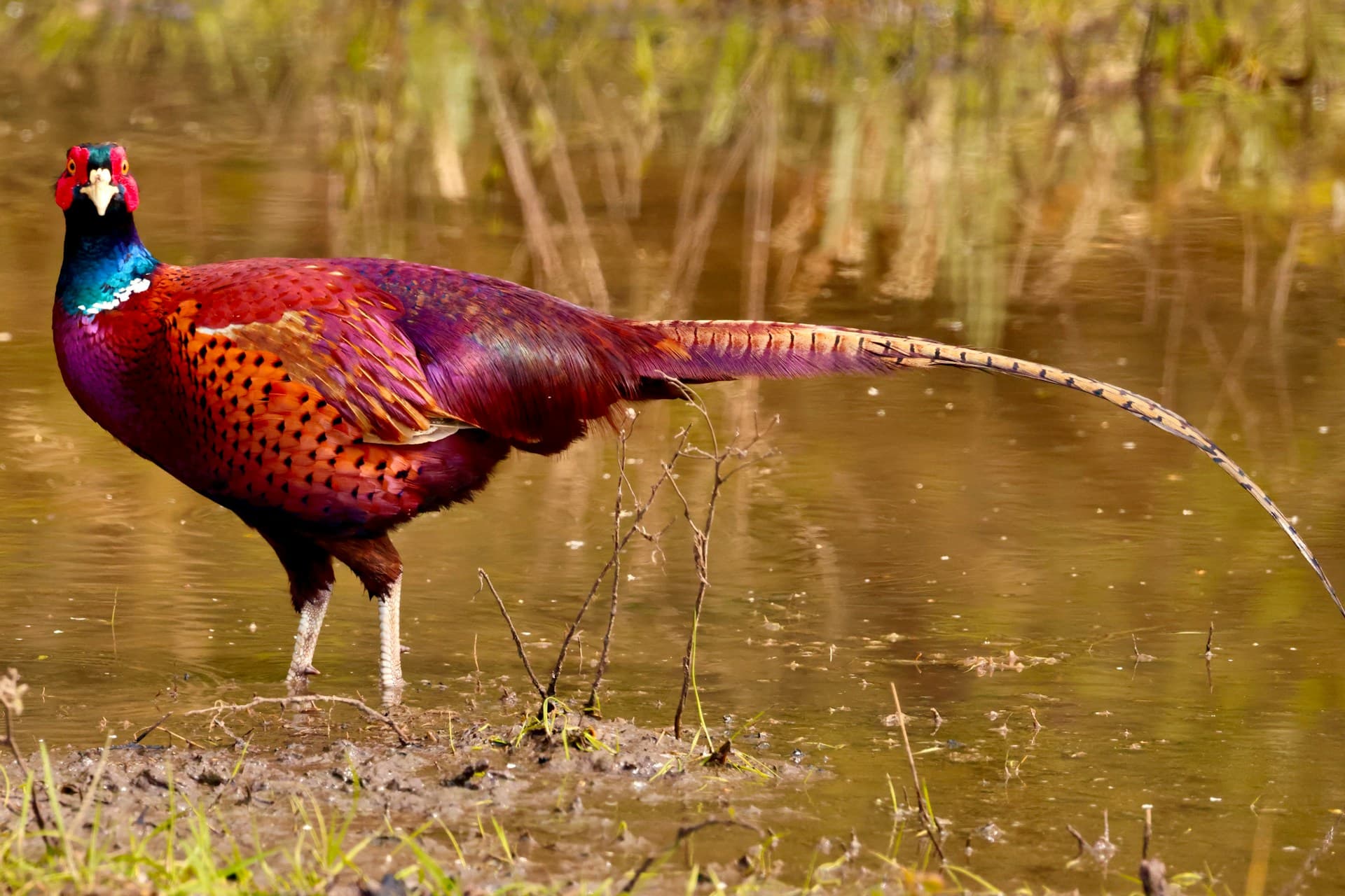 Colorful ring-necked pheasant in shallow water—Unsplash photo by James Wainscoat