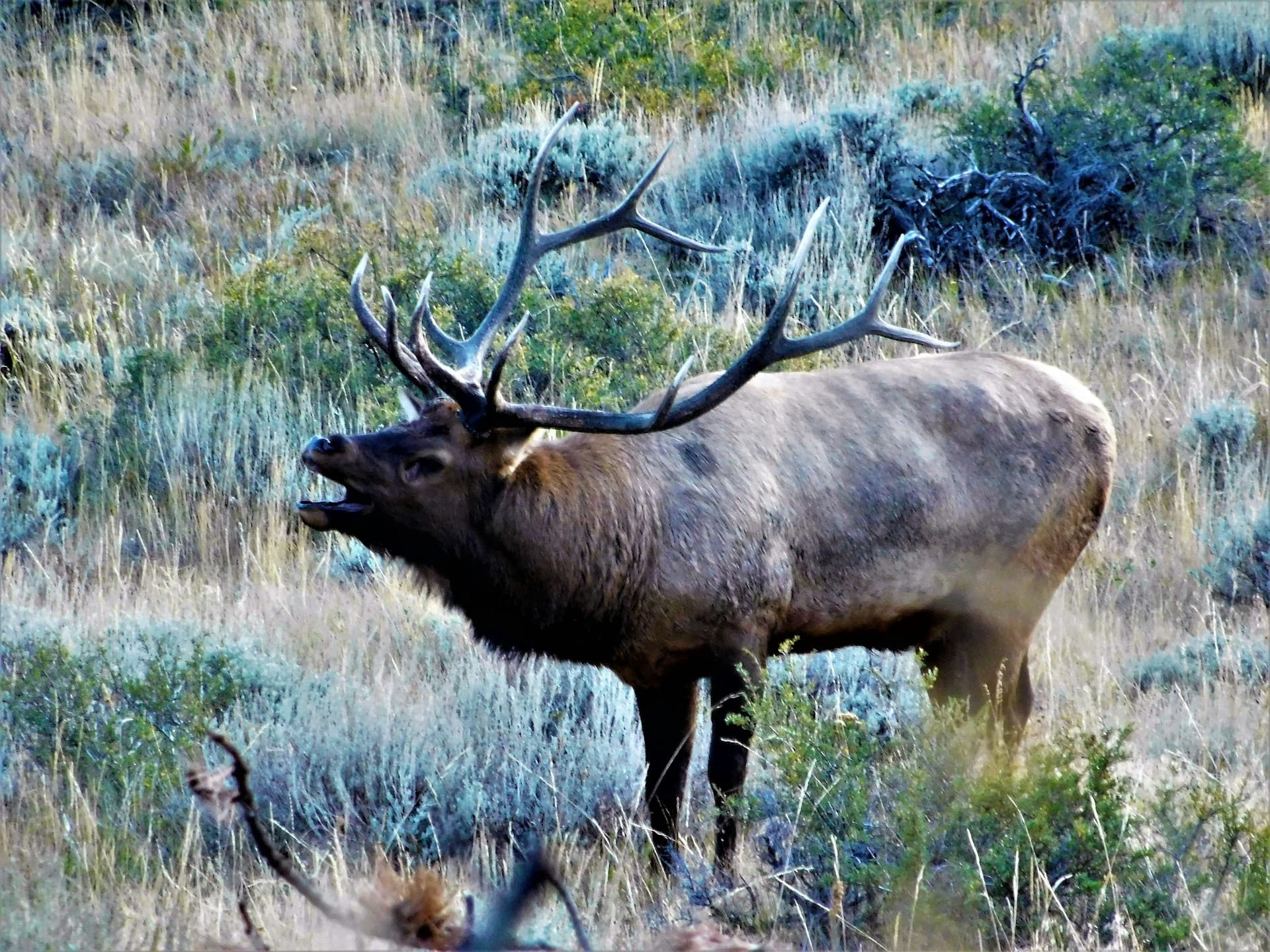 Bull elk in fall grassland with Rocky Mountains backdrop near Estes Park, Colorado—Unsplash photo by Kayleigh Cornell