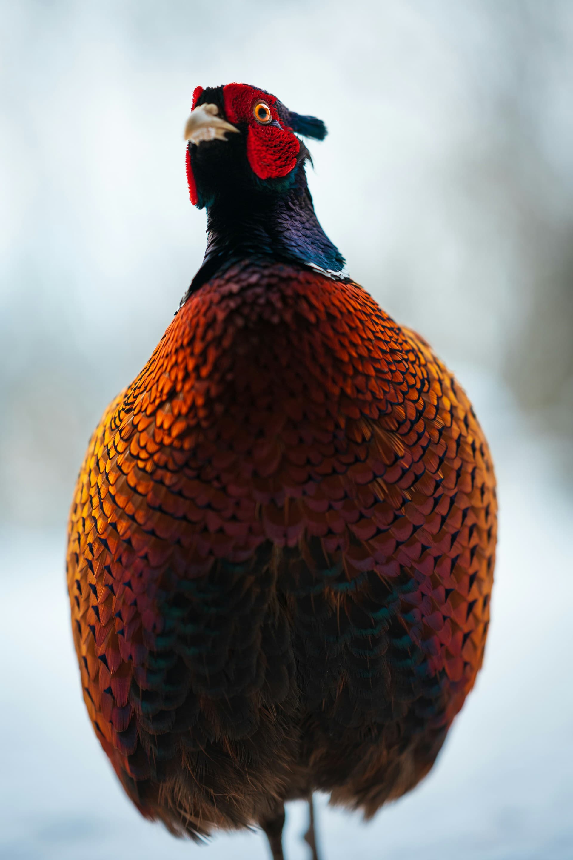 Colorful ring-necked pheasant in snow—Unsplash photo by Lumi Kangas